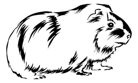 Guinea pig Stock Illustration