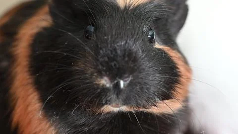 Guinea pig with inquisitive expression looking at the camera Stock Photos