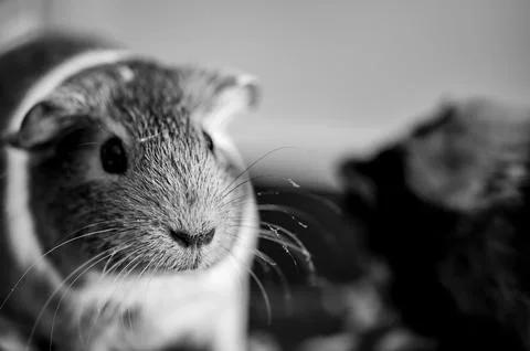Guinea pig with inquisitive expression looking at the camera Foto stock