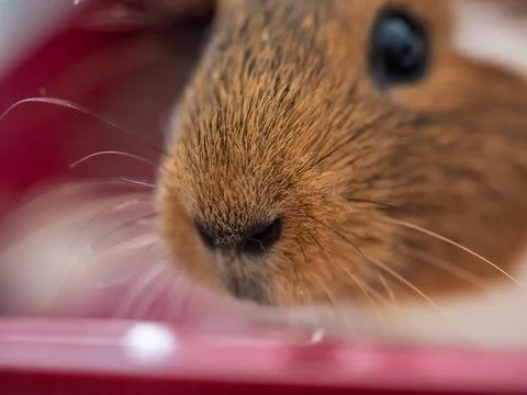 Guinea pig with inquisitive expression looking at the camera Stock Photos