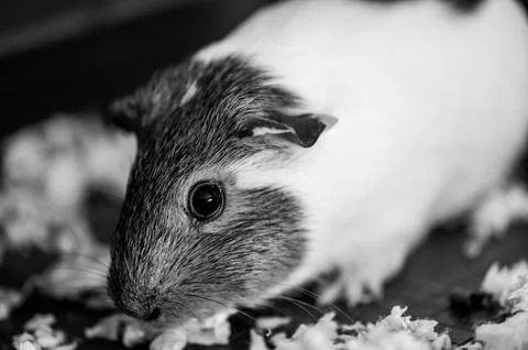Guinea pig with inquisitive expression looking at the camera Foto stock