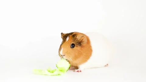 Guinea pig isolated on white background Video stock 166140162