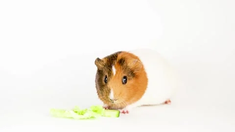 Guinea pig isolated on white background Stock-Footage 166140927
