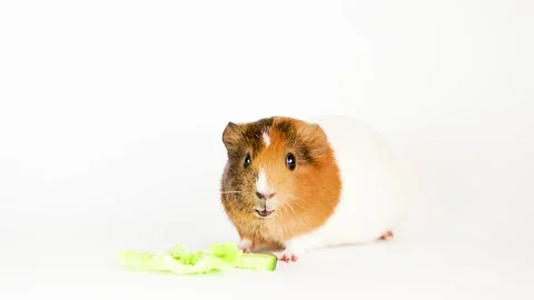 Guinea pig isolated on white background Video stock 166140929
