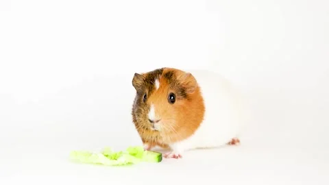 Guinea pig isolated on white background Video stock 166140942