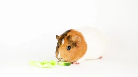 Guinea pig isolated on white background Video stock 166140943