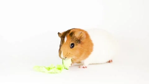Guinea pig isolated on white background Video stock 166140946