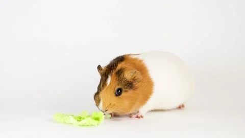 Guinea pig isolated on white background Video stock 166140972