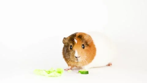 Guinea pig isolated on white background Video stock 166140979