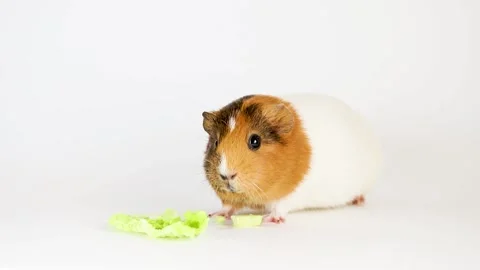 Guinea pig isolated on white background Video stock 166140981