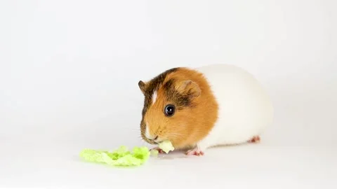 Guinea pig isolated on white background Vídeo Stock 166140986