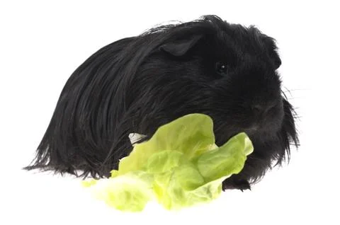 Guinea pig isolated on the white background Stock Photos