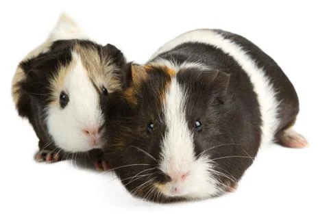 Guinea pig isolated on white Stock Photos