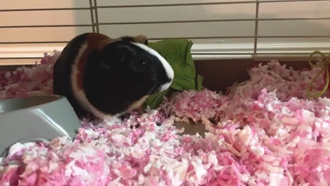 A Guinea Pig Looking and Walking Stock Footage 246506473