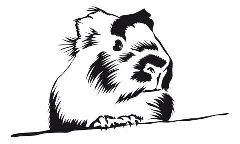 Guinea pig looking around Stock Illustration