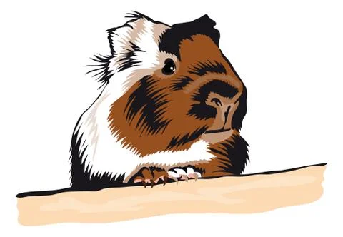 Guinea pig looking around Stock Illustration