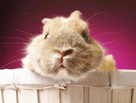 Guinea pig looking at the camera Stock Photos