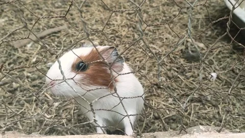 Guinea pig looking at the camera at the zoo Stock Footage 260014972