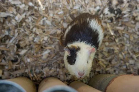 A guinea pig is looking up Stock Photos