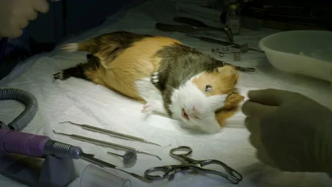 Guinea pig lying on operating table after surgery in veterinary clinic. 4K Stock-Footage 94652127