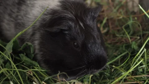 The guinea pig methodically gnaws on lawn grass, systematically moving from one  Video stock 278094066
