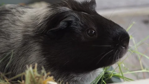 The guinea pig moves quickly across the lawn, actively nibbling on grass 動画素材 278091765