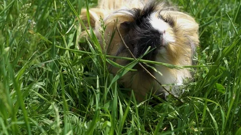 Guinea pig outside eating grass. Slow motion. Close up. Stock Footage 89929264