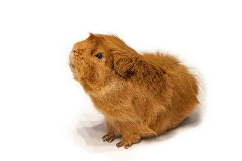 Guinea pig Peruvian Foto stock