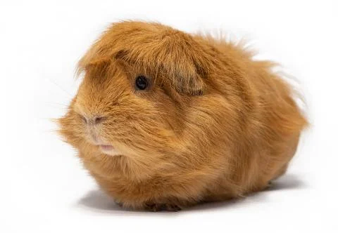 Guinea pig Peruvian Stock Photos