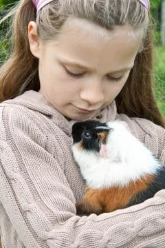 Guinea pig Foto stock