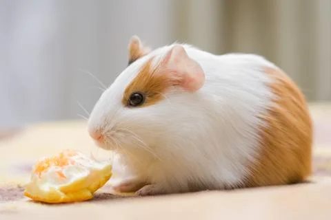 Guinea pig Stock-Fotos