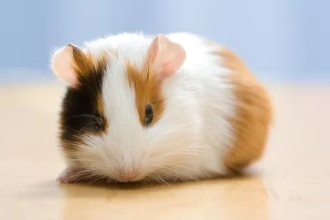 Guinea pig Stock Photos