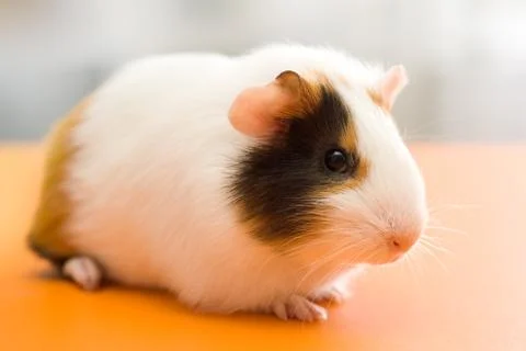Guinea pig Stock-Fotos