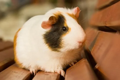Guinea pig Stock Photos