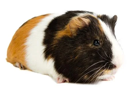 Guinea pig 스톡 사진