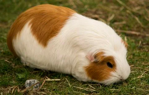 Guinea pig Stock Photos