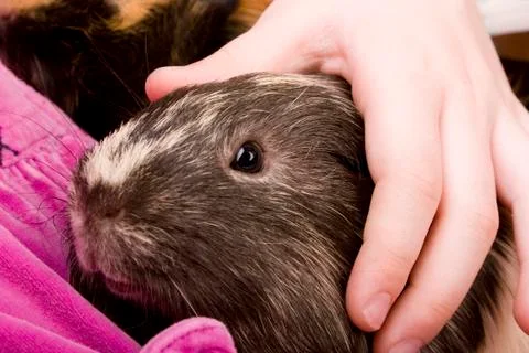 Guinea pig Stock Photos
