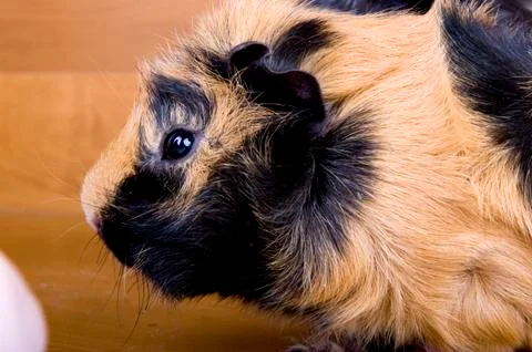 Guinea pig Stock Photos