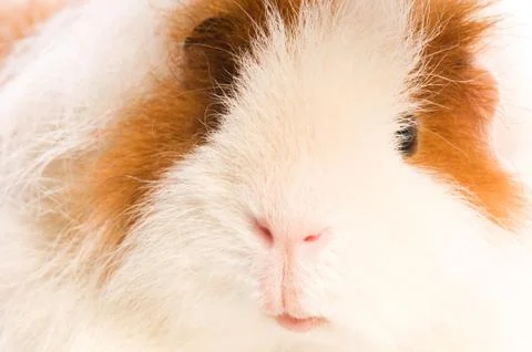 Guinea pig Stock Photos