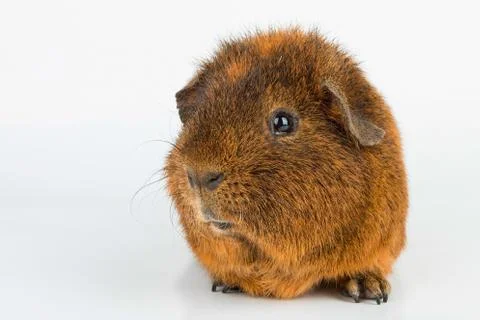 Guinea Pig. Stock Photos