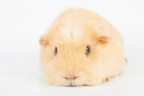 Guinea Pig. Stockfoto's