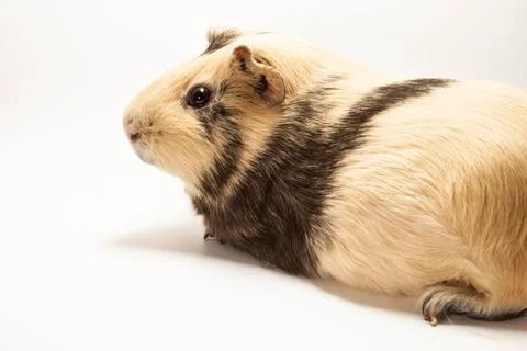 The guinea pig Stock Photos