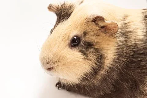 The guinea pig Foto stock