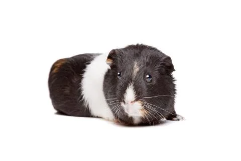 Guinea pig Stock Photos
