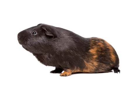 Guinea pig Stock Photos