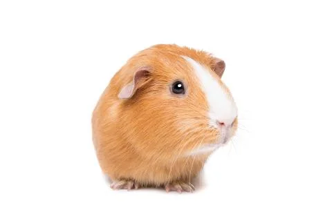 Guinea pig Stock Photos