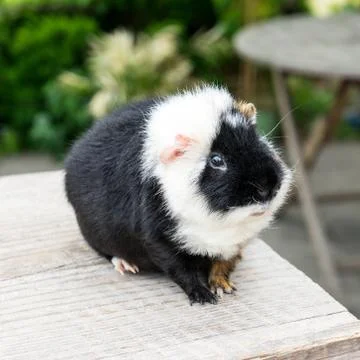 Guinea pig Stock Photos