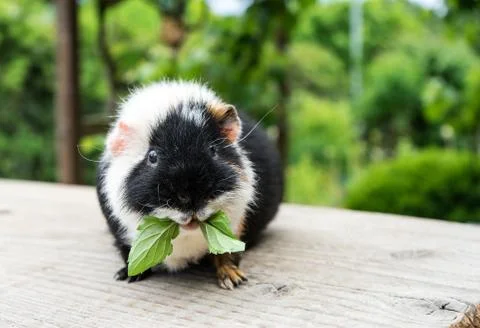 Guinea pig Stock Photos