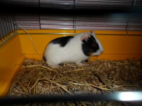 Guinea pig Foto stock
