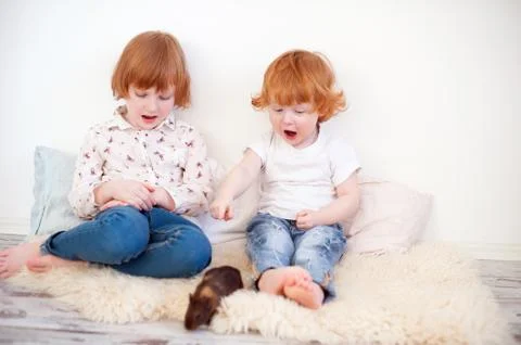 Guinea pig Stock Photos